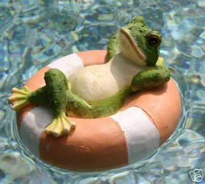 frogs in pool snakes in pool ducks in pool pool wildlife DFW critters in pool